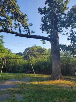 Francisco's Tree Services