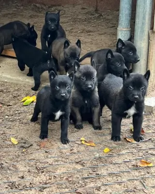 Belgian puppies for sale