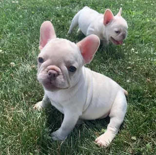 French bulldog puppies available for adoption