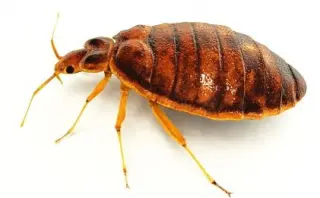 INSPECCIONES GRATIS POR UN EX-ORKIN MEN CON EXPERENCIA