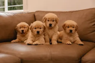 Adorables Cachorros de Golden Retriever en Venta