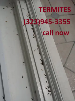TERMITE TENT FUMIGATION OR LOCAL TREATMENT LOS ANGELES