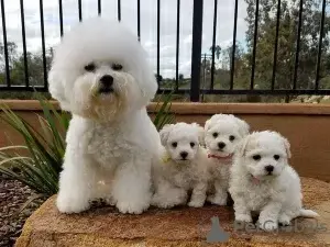 Beautiful Maltese puppies: 1 boy, 2 girls