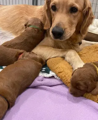 Our F1B Mini and Medium Goldendoodle puppies