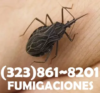 FUMIGACIONES TODO SUR DE CALIFORNIA.-