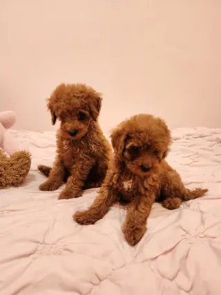 Mini Goldendoodles disponibles