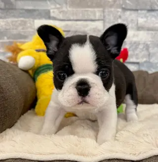 Adorable Cachorro de Boston terrier en Venta