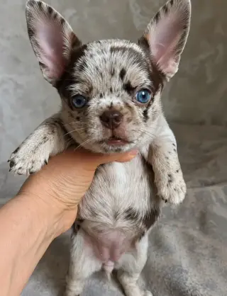 Adorable Bulldog Frances Blue Merle en Venta