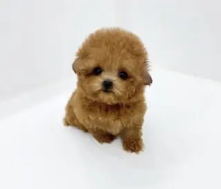 Teacup puppies available for adoption