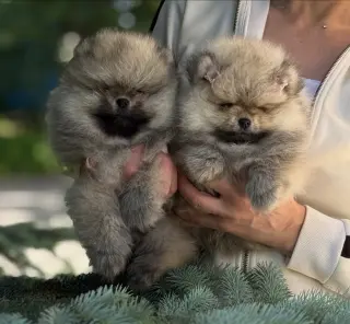 Adorable Cachorros Pomerania