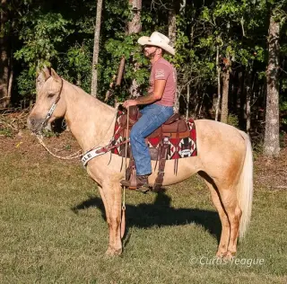 Horse for sale