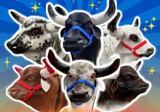 Toros Mecanicos y mas
