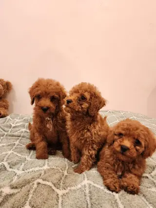 Mini Goldendoodles disponibles