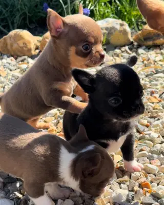 Hermoso Cachorro Chihuahua en Venta