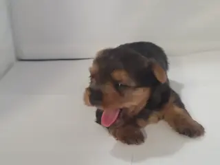 Yorkie small puppys