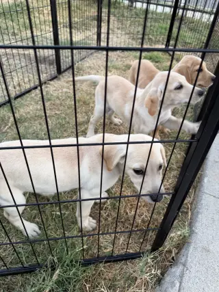 Labrador Retriever Puppys