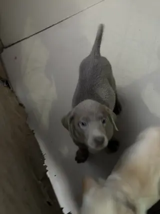 Adorables Cachorros de Labrador en Venta