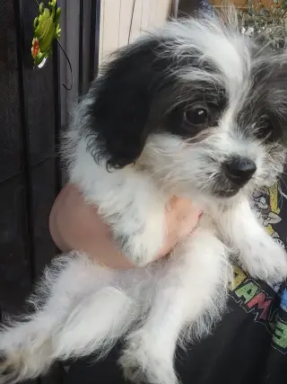 Perritos Mini Poodle y Terrier