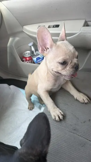 Se venden frenchies con bulldog tengo hembras y machos a buen precio mandar msj