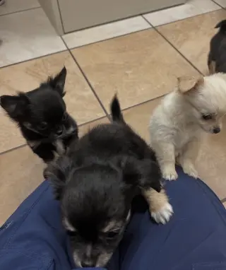 Chihuahua puppies for adoption