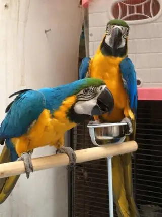 Male and Female blue and gold macaw very tame and very intelligent