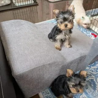 Hermoso Cachorro Yorkshire Terrier en Venta