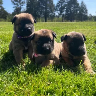 Belgian puppies for sale