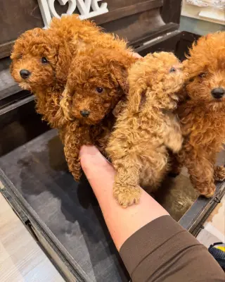 Adorables Cachorros de Poodle en Venta