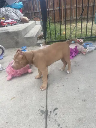 Pitbull Amistoso
