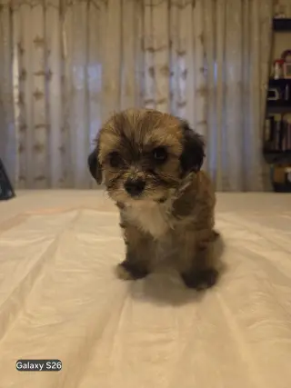 Cachorro Adorable en Venta