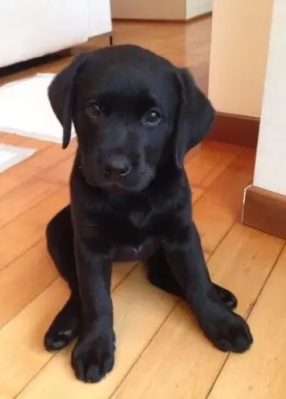 Healthy Labrador Retriever for Adoption/Sale