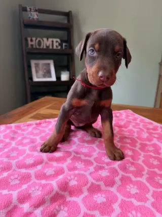 Doberman Puppies Looking for Loving Forever Homes
