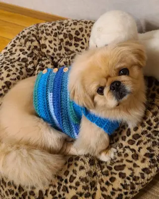 Cachorro disponible