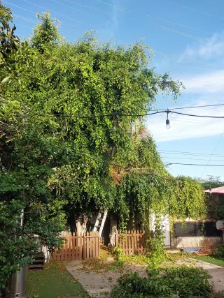 E&T Lawn Maintenance and Tree Trimming