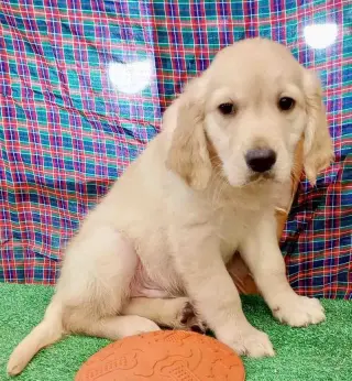 Golden Retriever Macho 6352 *En Venta*