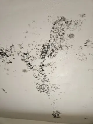 Mold remediation