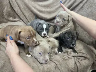 Adorable Cachorro Pitbull de Nariz Azul en Venta