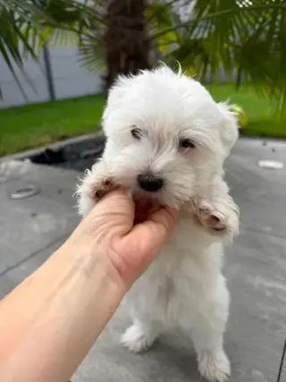 Maltese Bichon  Macho y Hembra
