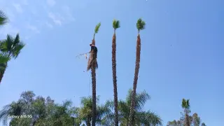 Pablo lawn care service