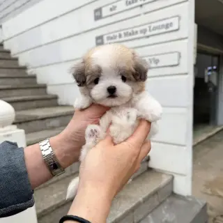 Adorables Cachorros en Venta