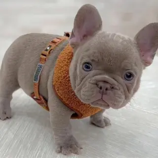 French bulldog puppies available for adoption