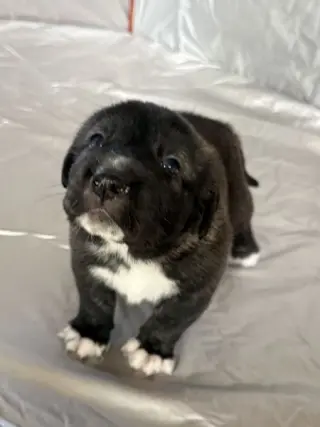 Cachorros guardianes de ganado en venta