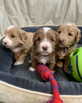 Adorable Miniature Puppies for Sale