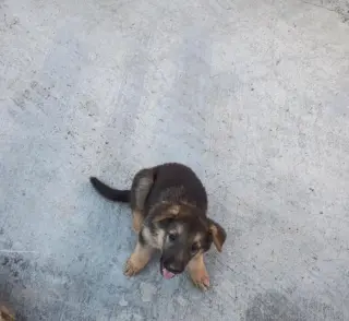 Adorables Cachorros de Pastor Alemán en Adopción