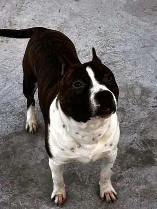 Amigables Pit Bulls Americanos en Adopción