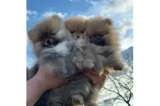 $500, Adorables Cachorros Pomerania