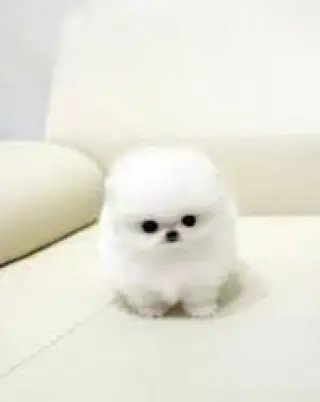 Lindo pomerania bebe blanco a precio asequible en venta