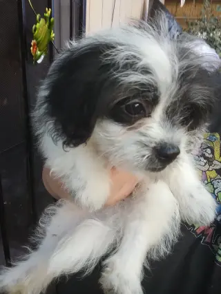 Perritos Mini Poodle y Terrier