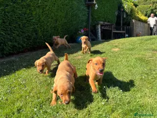 Introducing our adorable 9-week-old Labrador Retriever puppies.