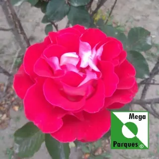 Sistemas de Riego Automático para Jardines